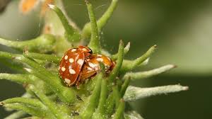 Attēlu rezultāti vaicājumam “Calvia quatuordecimguttata”