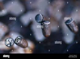 Attēlu rezultāti vaicājumam “Craterium minutum cf. var. brunneum macro”