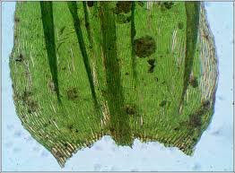 Attēlu rezultāti vaicājumam “Brachythecium salebrosum sporophyte”