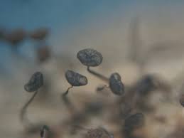 Attēlu rezultāti vaicājumam “Cribraria rubiginosa macro”