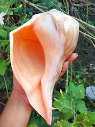 Image result for Sinistrofulgur perversum