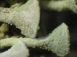 Attēlu rezultāti vaicājumam “Cladonia squamosa”