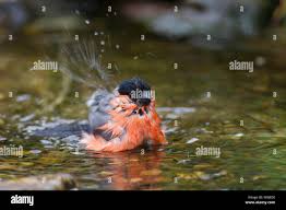 Attēlu rezultāti vaicājumam “Pyrrhula pyrrhula male”