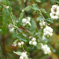 Attēlu rezultāti vaicājumam “Symphoricarpos albus”