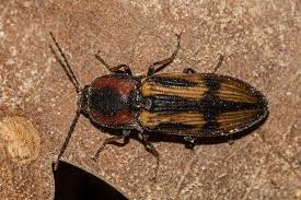 Attēlu rezultāti vaicājumam “Selatosomus cruciatus”