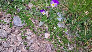 Attēlu rezultāti vaicājumam “Arenaria procera leaf”