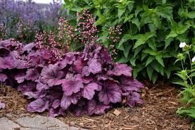 Image result for Heuchera `Midnight Rose`