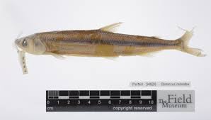 Image result for Osmerus mordax