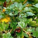 Attēlu rezultāti vaicājumam “Ribes uva-crispa leaf”