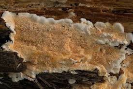 Attēlu rezultāti vaicājumam “Diderma ochraceum spores”