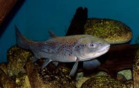 Image result for Salmo trutta trutta