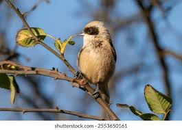 Attēlu rezultāti vaicājumam “Remiz pendulinus adult”