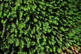 Attēlu rezultāti vaicājumam “Anomodon viticulosus”