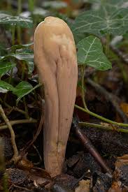 Attēlu rezultāti vaicājumam “Clavariadelphus pistillaris”