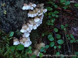 Attēlu rezultāti vaicājumam “Skeletocutis carneogrisea”