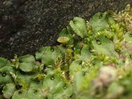 Attēlu rezultāti vaicājumam “Preissia quadrata”