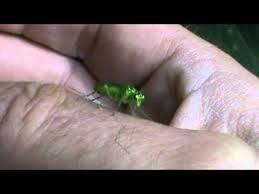 Attēlu rezultāti vaicājumam “Rhogogaster picta”