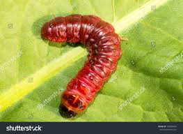 Attēlu rezultāti vaicājumam “Cossus cossus larva”