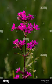 Attēlu rezultāti vaicājumam “Silene viscaria leaf”