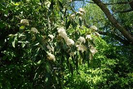 Attēlu rezultāti vaicājumam “Lonicera xylosteum flower”