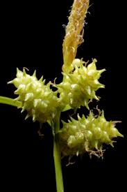 Attēlu rezultāti vaicājumam “Carex viridula”