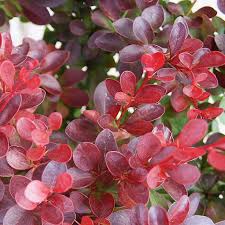 Attēlu rezultāti vaicājumam “Berberis”