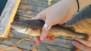 Image result for Microgadus tomcod