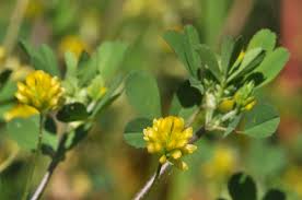 Attēlu rezultāti vaicājumam “Trifolium dubium”