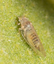 Attēlu rezultāti vaicājumam “Trioza dispar”