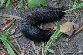 Attēlu rezultāti vaicājumam “Limax cinereoniger”