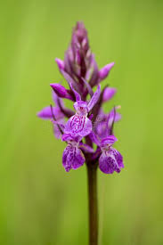 Attēlu rezultāti vaicājumam “Dactylorhiza russowii”