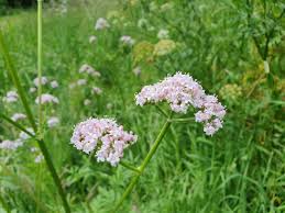 Attēlu rezultāti vaicājumam “Valerianaceae”