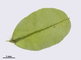 Attēlu rezultāti vaicājumam “Plagiomnium ellipticum”