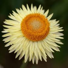 Image result for Strohblume