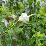 Attēlu rezultāti vaicājumam “Allium sativum fruit”