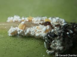 Attēlu rezultāti vaicājumam “Sternorrhyncha”