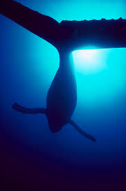 Image result for Megaptera novaeangliae