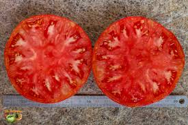 Afbeeldingsresultaat voor prudence purple tomato