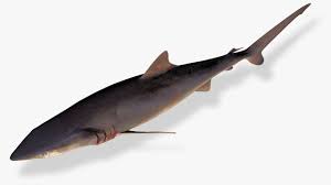 Image result for Carcharhinus falciformis