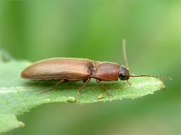 Attēlu rezultāti vaicājumam “Dalopius marginatus”