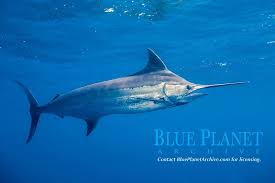 Image result for Makaira mazara