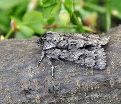 Attēlu rezultāti vaicājumam “Acronicta aceris”