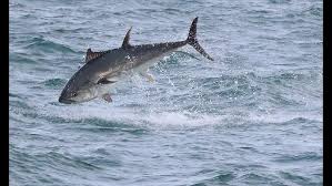 Image result for Thunnus thynnus