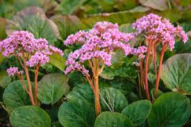 Attēlu rezultāti vaicājumam “Bergenia crassifolia flower”