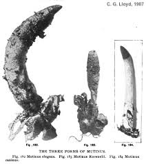 Attēlu rezultāti vaicājumam “Mutinus caninus”