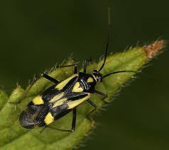 Attēlu rezultāti vaicājumam “Grypocoris sexguttatus”