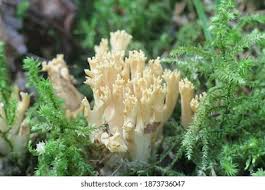 Attēlu rezultāti vaicājumam “Ramaria flava”