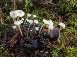 Attēlu rezultāti vaicājumam “Collybia sp.”