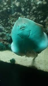 Image result for Dasyatis pastinaca