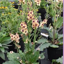 Attēlu rezultāti vaicājumam “Verbascum”